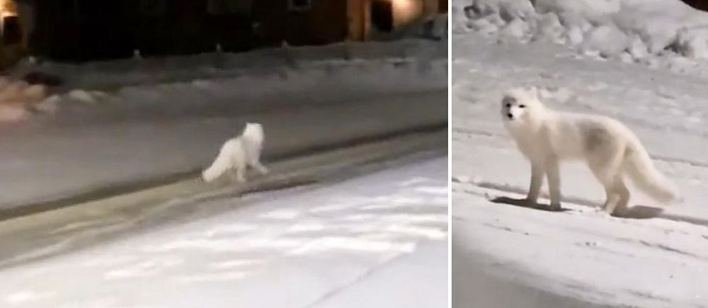 En fjällräv på en gata i centrala Vilhelmina