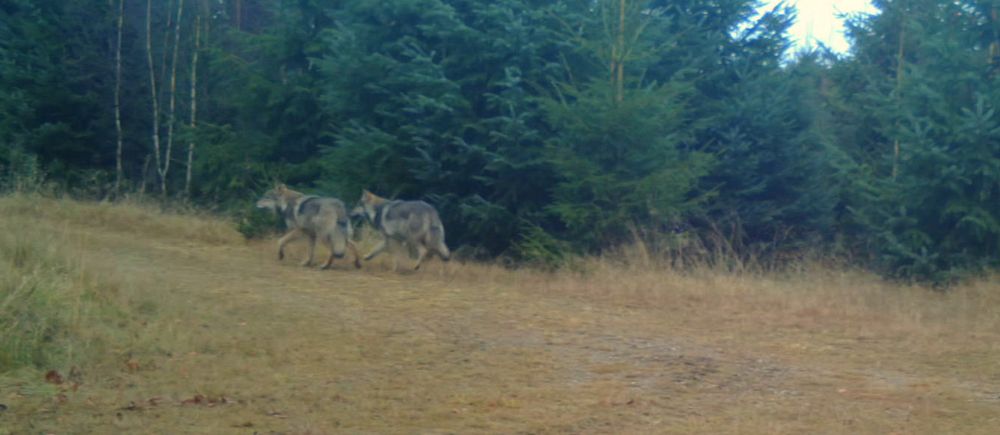 Två vargar står vid kanten av en granskog på en öppen yta.
