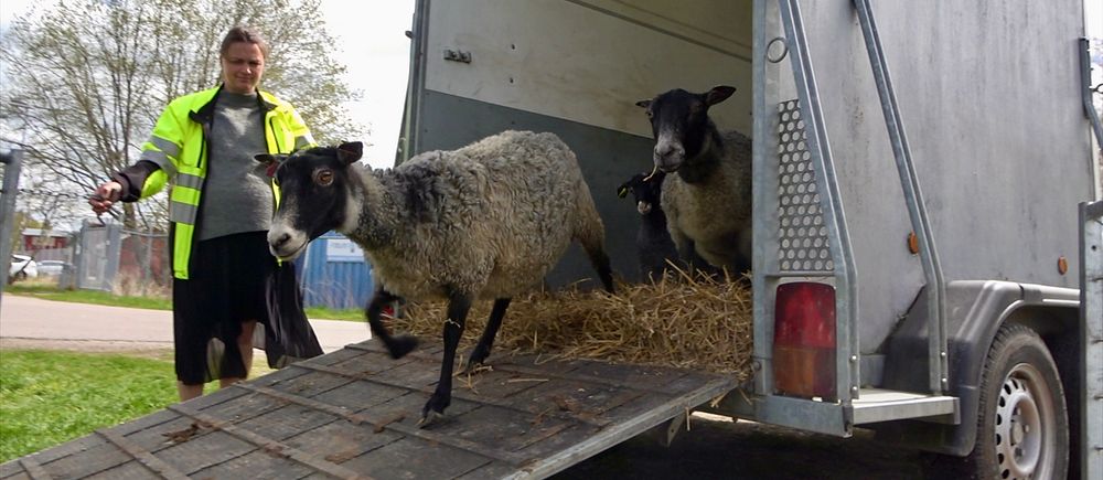 En person lastar ur får ur en transporttrailer på en gräsmatta.