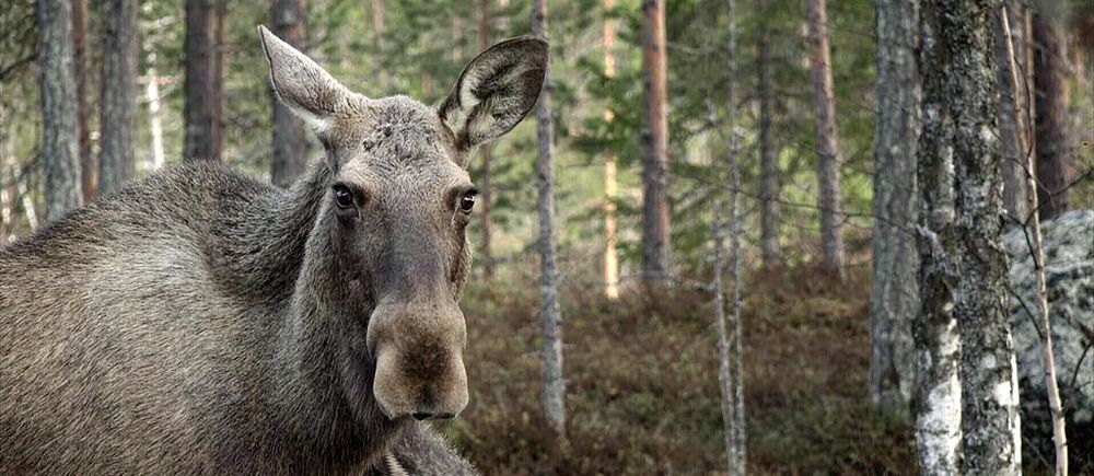En bild på en älg som står i en skog och tittar rakt fram.