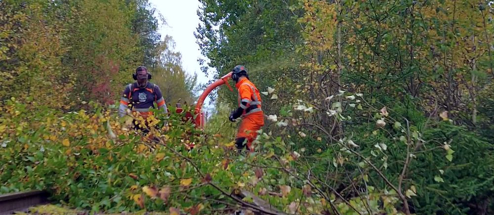Två män röjer på ett järnvägsspår. Träd. grenar och löv i förgrunden.