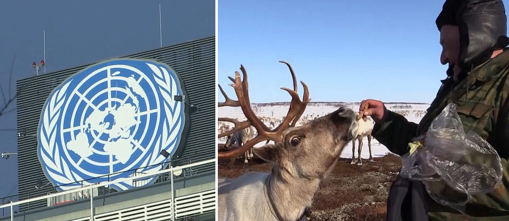 Tvådelad bild. Till vänster: FN:s logotyp på byggnad. Till höger: Person matar en ren.