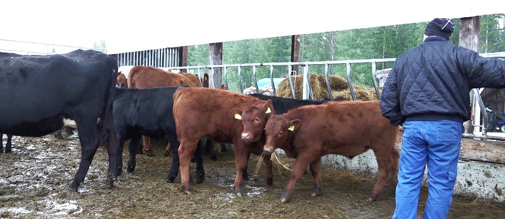 Kor och en man står i en hage på en bondgård i Lycksele