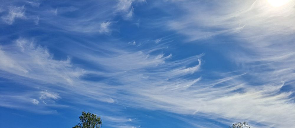 Lätta, vita fjädermoln mot en blå vårhimmel.