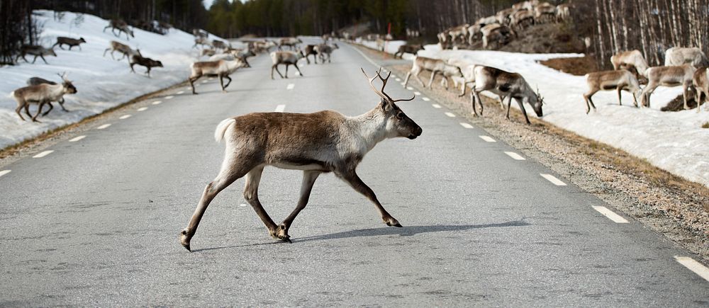 Renar går över en landsväg omgiven av snö och skog i vårens ljus.