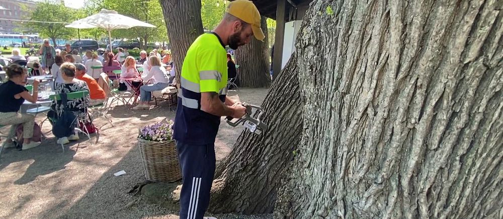 Person använder verktyg för att vaccinera almar i Kungsträdgården mot almsjuka