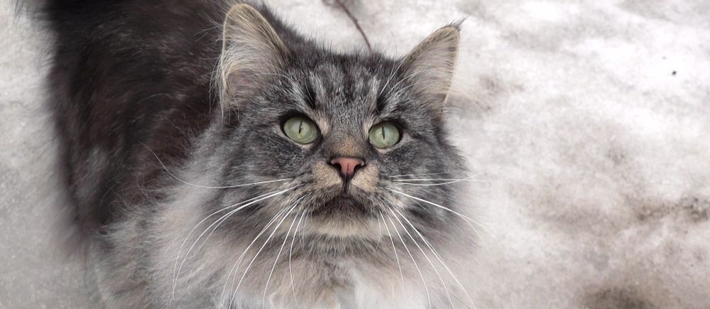 Grå katt med gröna ögon sitter i snö. Bär ett blått halsband.