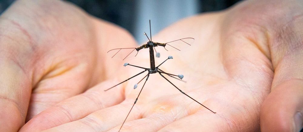 RoboBee i forskares händer.