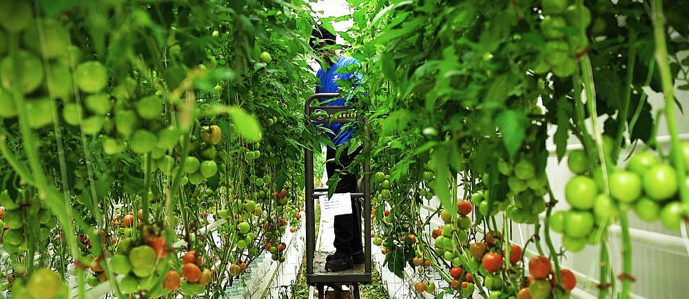 Odling av tomatplantor i ett växthus med en person som skördar.