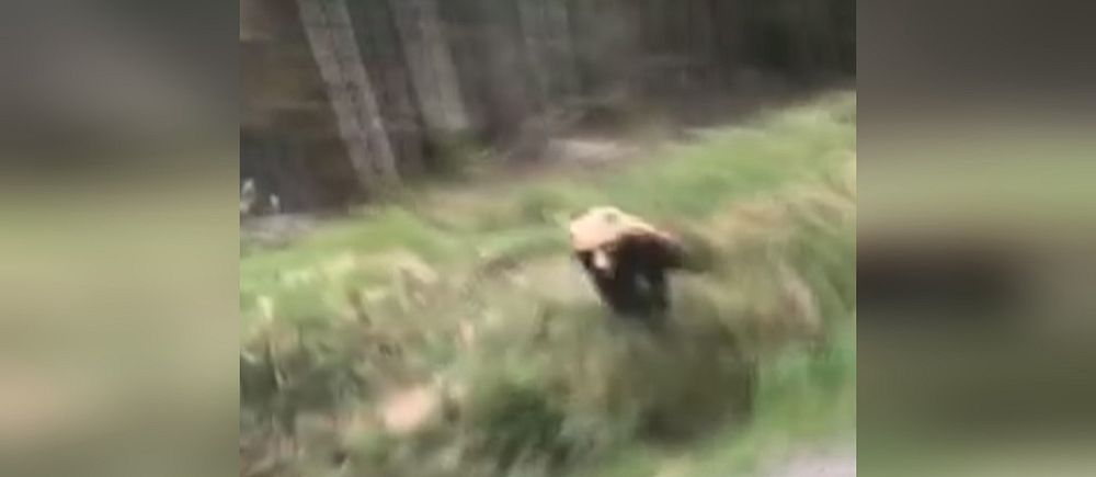 En björnhona gör ett utfall mot en passerande bil