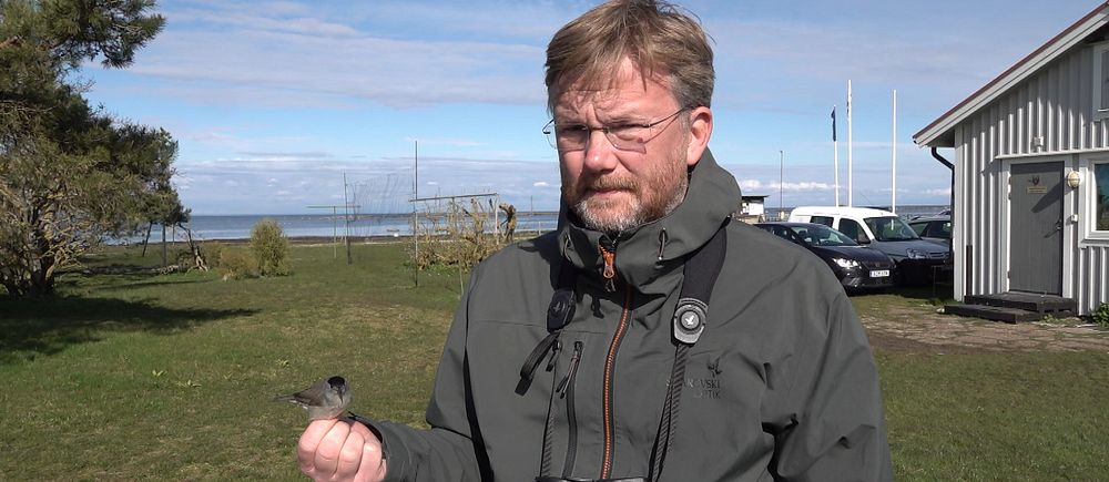 Magnus Hellström Ottenby fågelstation med en svarhätta flyttfågel
