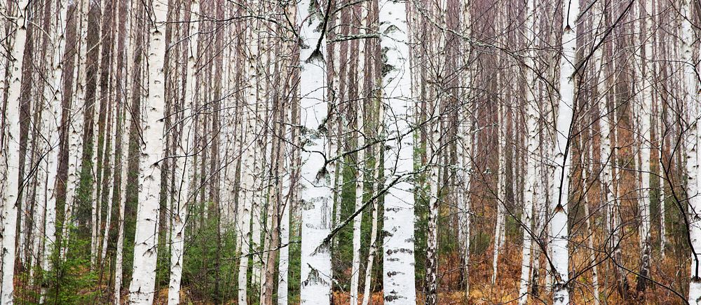 Björkskog