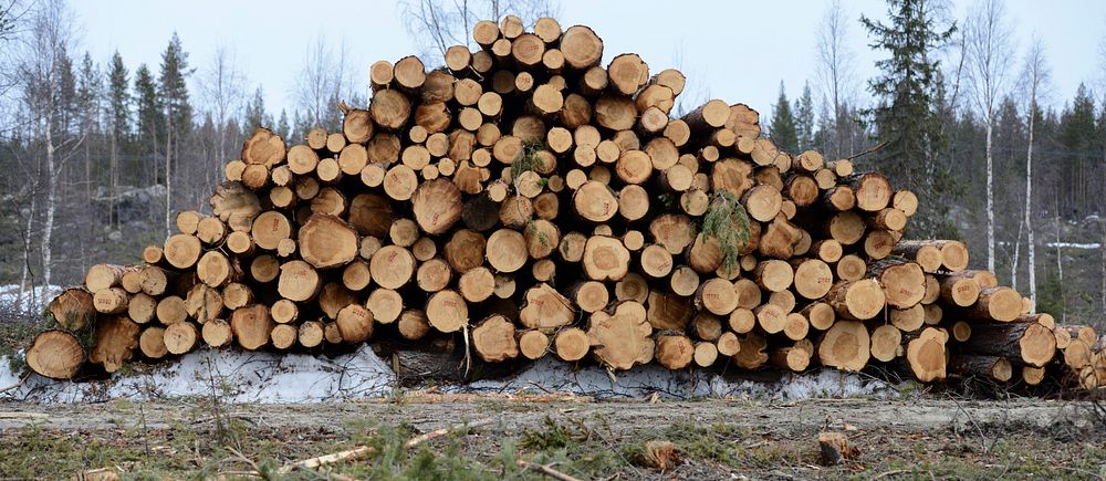 timmertrave i skogen