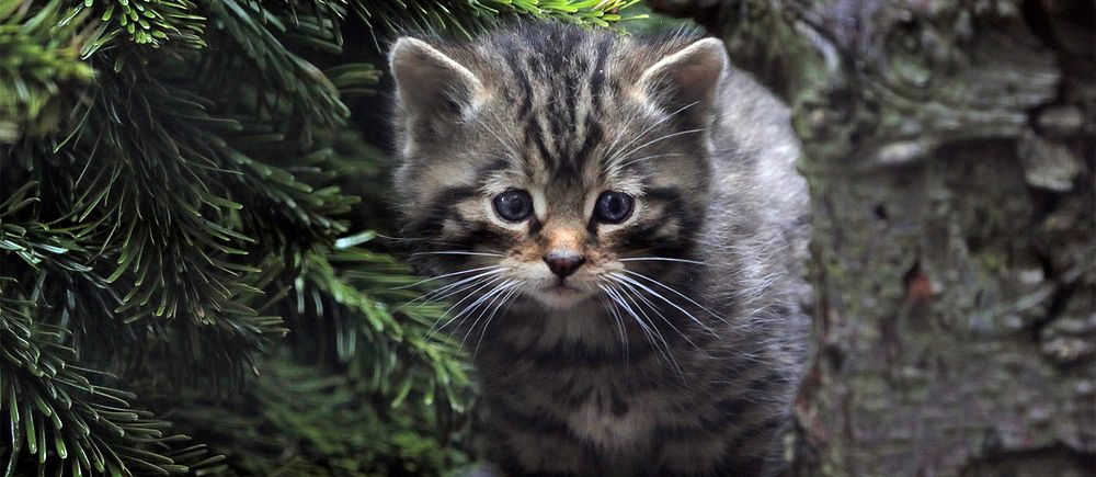 Kattunge (europeisk vildkatt) tittar fram i barrskog.