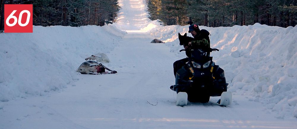 Snöskoter på vinterväg med släde och trän omgärdad av snö. Tre döda renar.