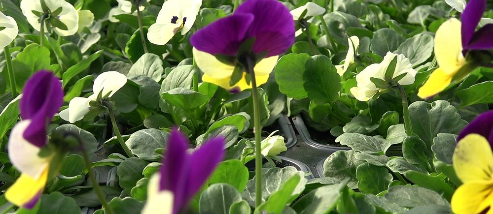 Blommor