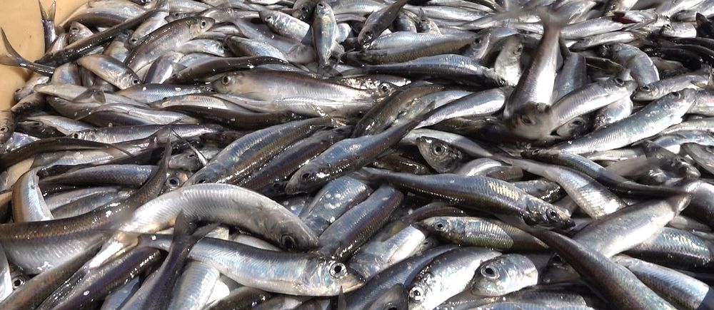 Världsnaturfonden avråder från att köpa och äta strömming från Östersjön och Bottniska viken