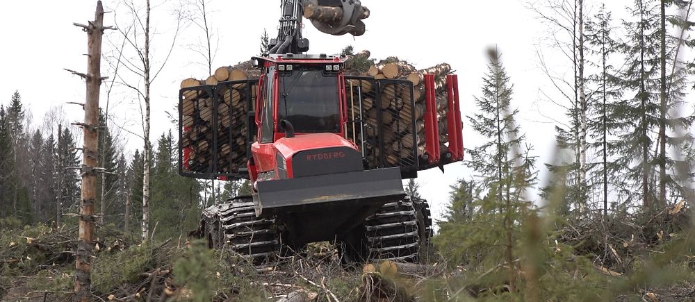 Skogsmaskin lastar stockar i en gles skogsmiljö.
