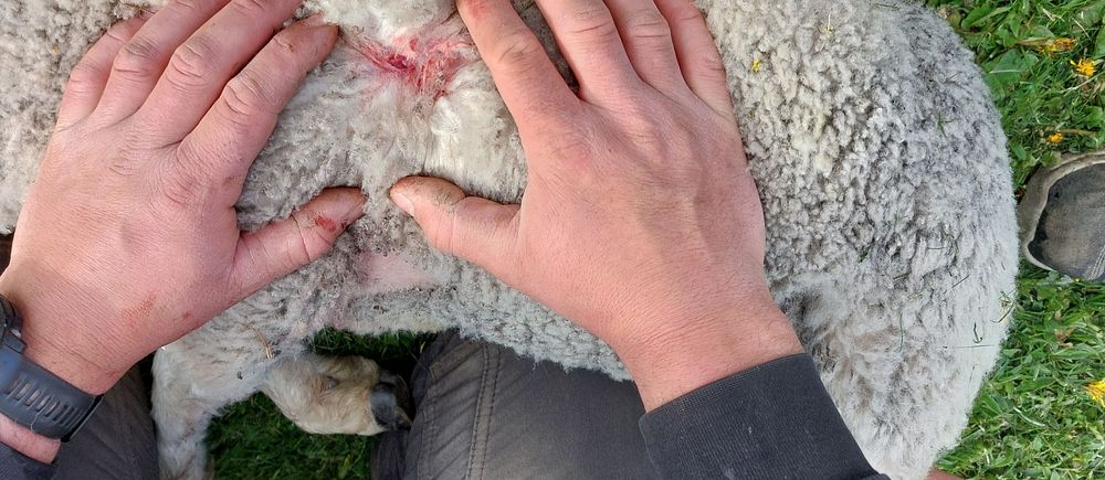 Händer undersöker skadat område med sår i pälsen på ett får som ligger på marken.