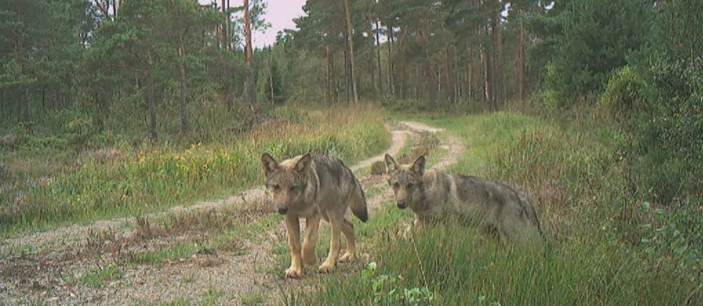 SVA konstaterar att det inte är valparna på bilden som hittats döda i Simlångsdalen utanför Halmstad.