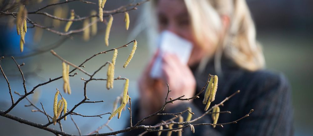 Kvinna står och torkar sin näsa bakom en gren med hängande björkpollen.