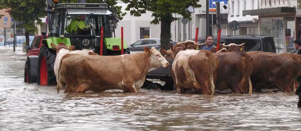 Kor på en översvämmad gata.