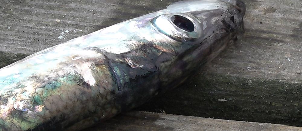 Strömming från Bottenhavet