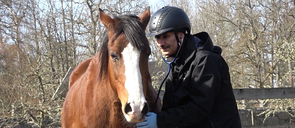 Veterinären Gassem lyssnar på en hästs lungor