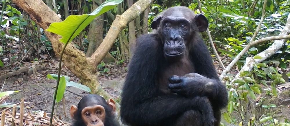 En schimpansunge sitter brevid en äldre schimpanshona på marken i en djungel.