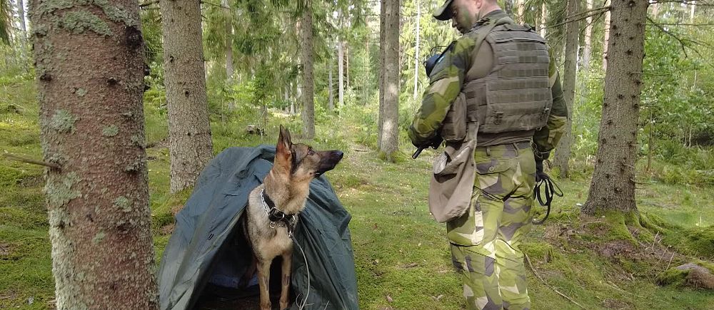 Helikopterflottiljens hundförare med sin schäferhund i skogen.