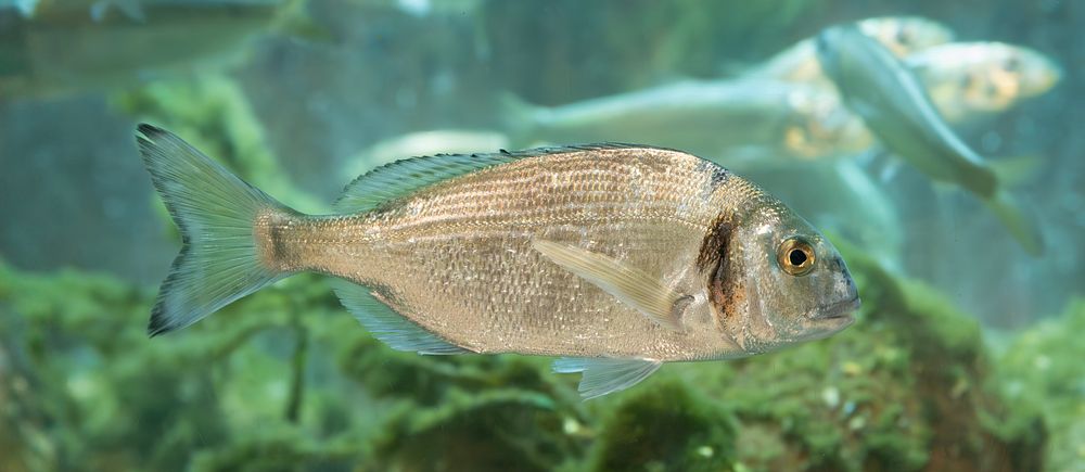 Fisk simmar bland grönt vatten och växter i ett akvarium. Bakom syns fler fiskar.