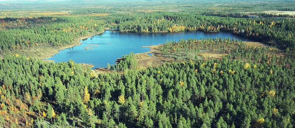 Bild på skogsområde i Vittangi.