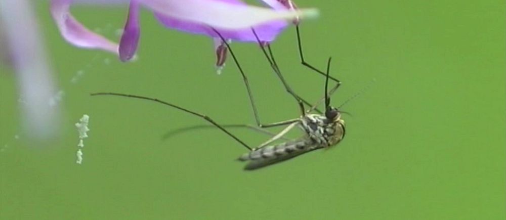 När vet vi om det blir en myggsommar? Myggforskaren reder ut