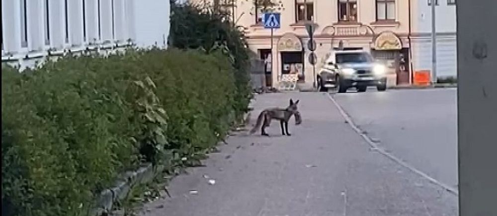 En räv med en kanin i munnen går längs en trottoar i ett stadskvarter i Borås