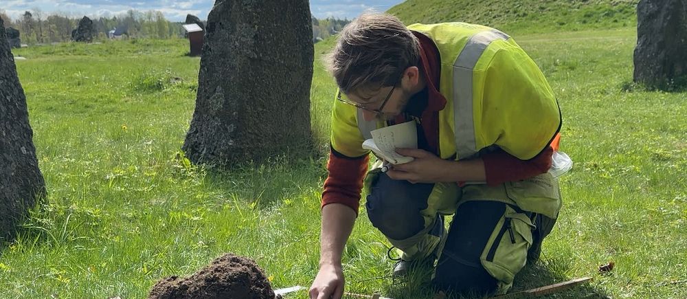 Arkeolog undersöker utgrävning vid en stensättning på en grön äng.