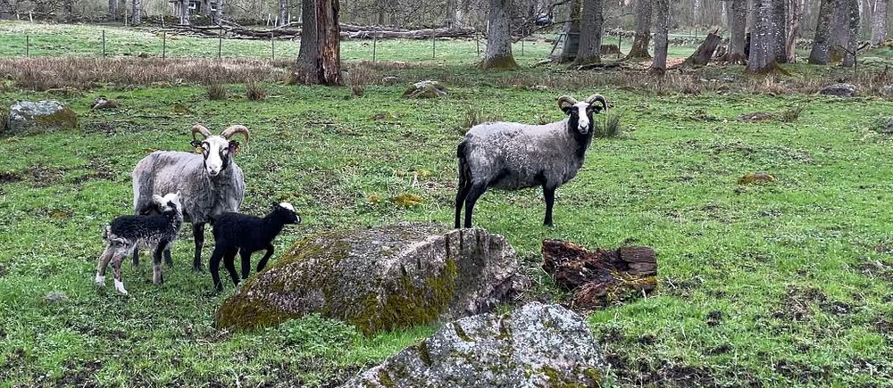 Fårflock med lamm i grönskande skogsdunge, stora stenar i förgrunden.