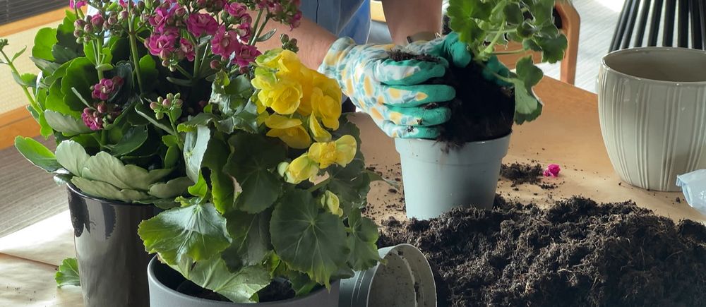 Person planterar blommor i krukor på ett bord med jord.