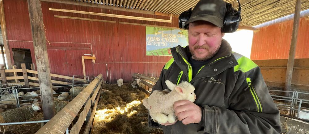 En lantbrukare håller en lammunge i en ladugård.