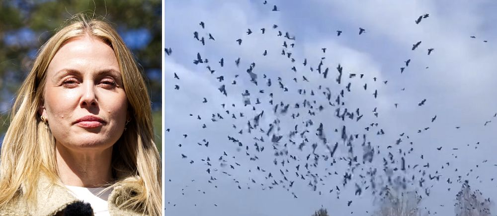 kvinna framför skog och flera fåglar som flyger i skyn