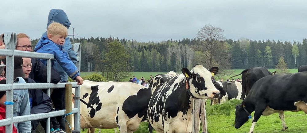 Barn tittar på kor vid en kohage på landsbygden en molnig dag.