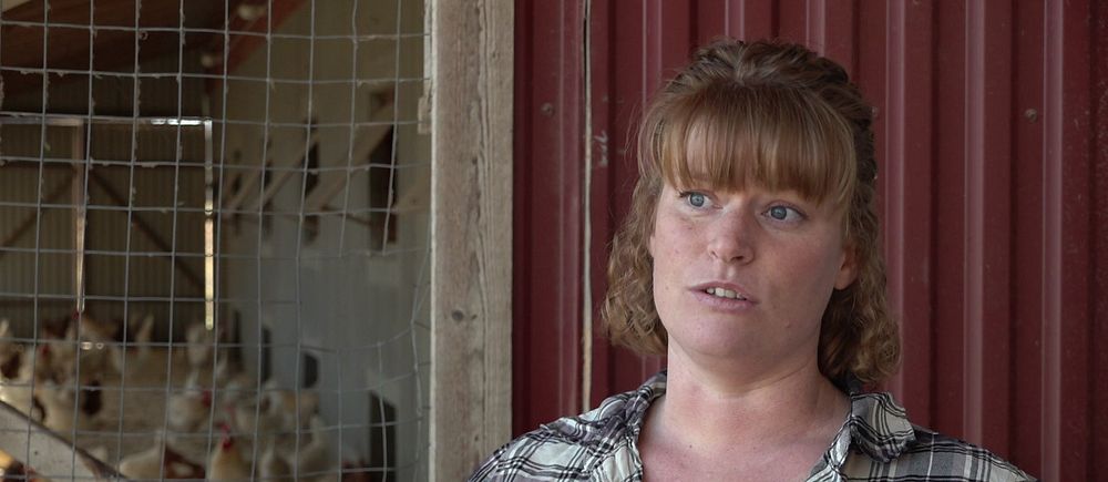 En person står framför en hönsgård med flera höns.
