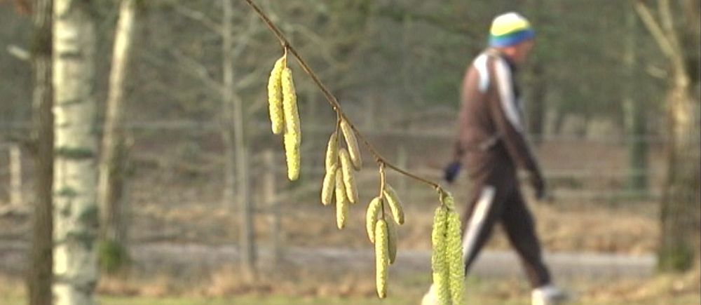 En person promenerar i skogen bakom en hasselgren med hängen.