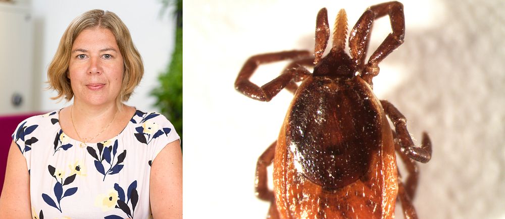 Delad bild. Vänster: forskaren Anna Omazic i blommig tröja. Höger: närbild på en tajgafästing.