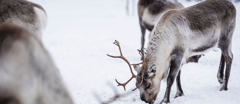 renar letar mat i snön