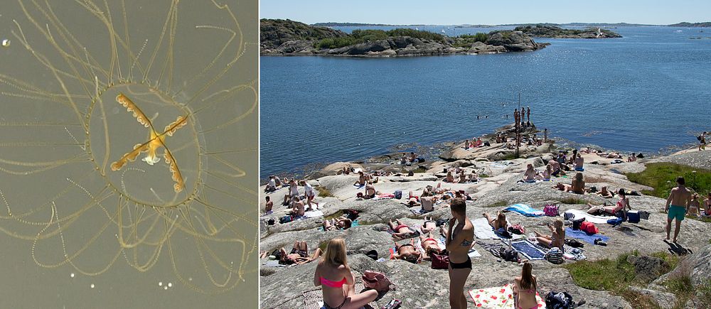 Klängmanet i närbild och badgäster på klippor vid Västkusten en solig dag.