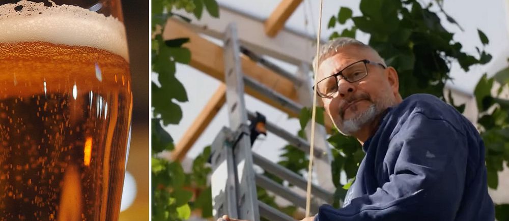 En bild på ett glas öl och en bild på forskaren Barry Ness som plockar humle i ett växthus.
