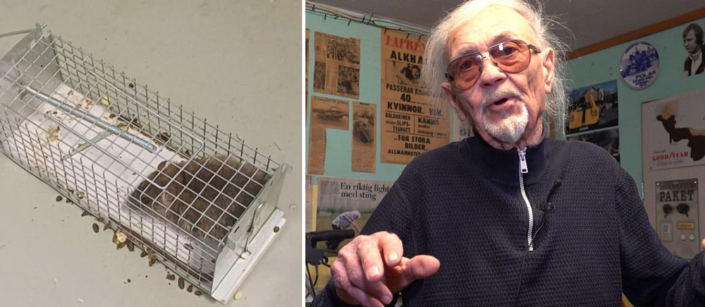 Till vänster: En råtta i en bur. Till höger: Rolf Alkhagen.