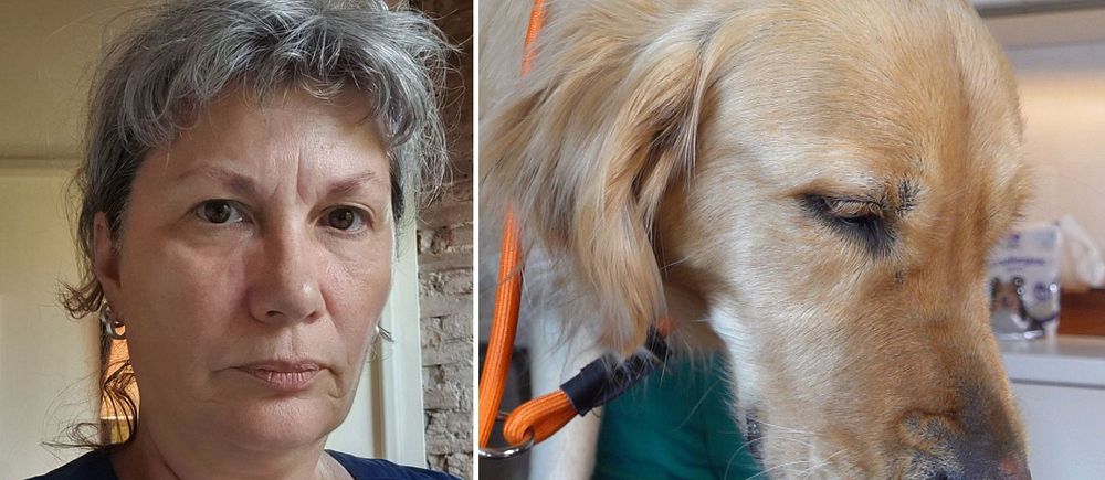 En hund som undersöks av en veterinär. Till vänster en porträttbild av Eleonor Fredler, ordförande i Sveriges veterinärförbund.