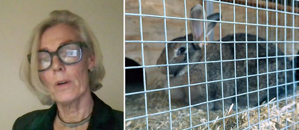 Tvådelad bild. Till vänster: Kvinna i videointervju. Till höger: en kanin sitter i en bur av metallnät.