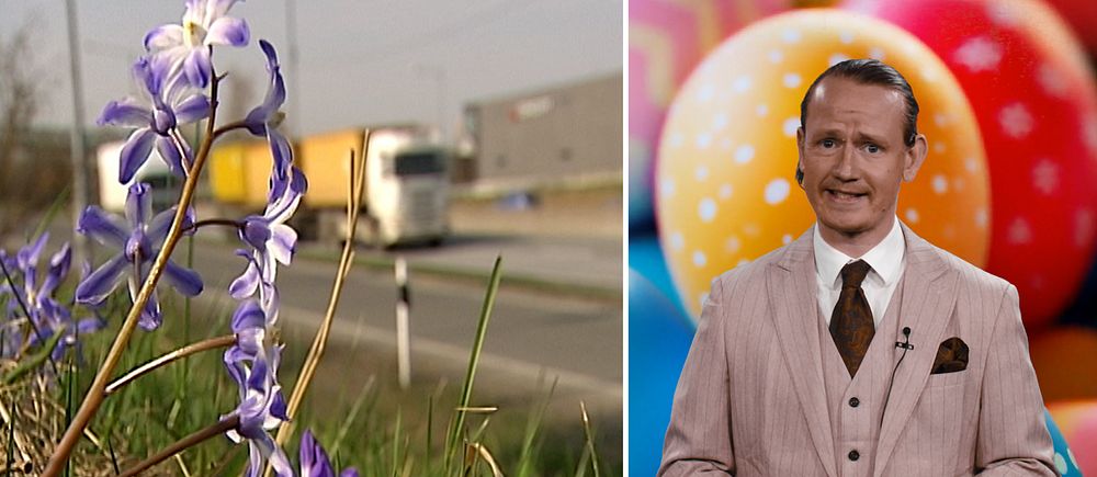 Tudelad bild. Vänster: blommor vid vägkant, lastbil passerar. Höger: reporter Axel Rydén  i beige kostym.